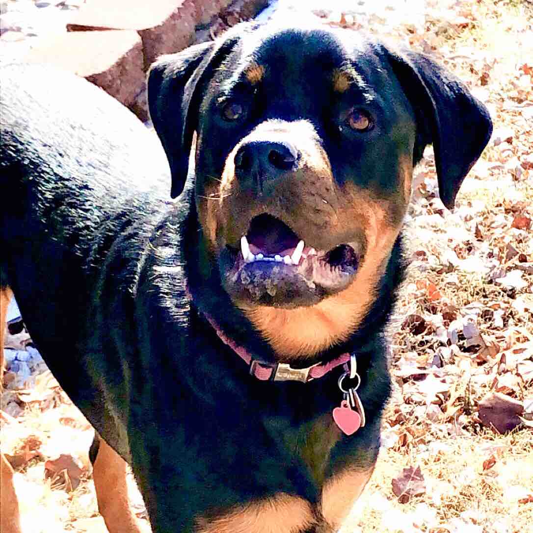 A picture of Diesel Mae, a 7 years 9 months old Other dog.