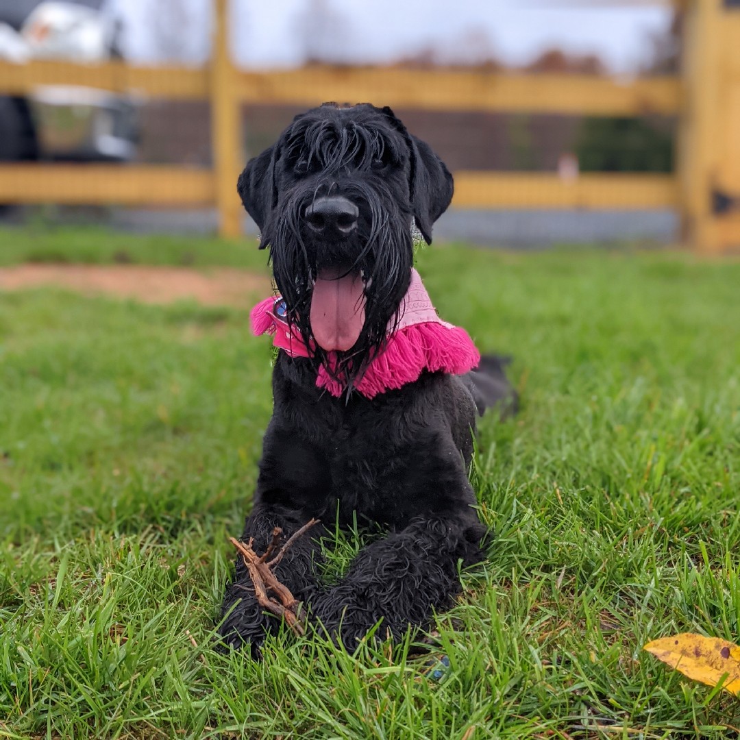 A picture of Prissy, a 5 years 2 months old Other dog.