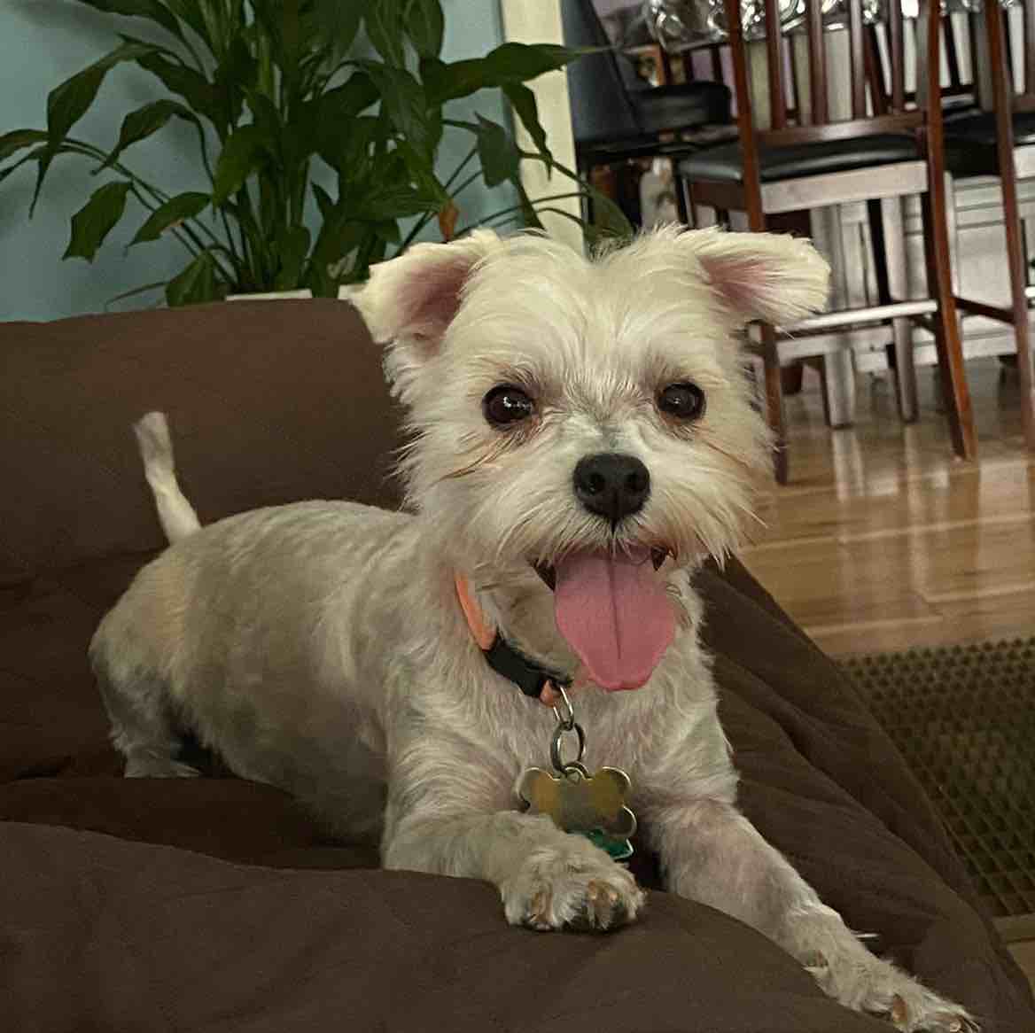 A picture of Shasha, a 6 years 2 months old Other Mix dog.