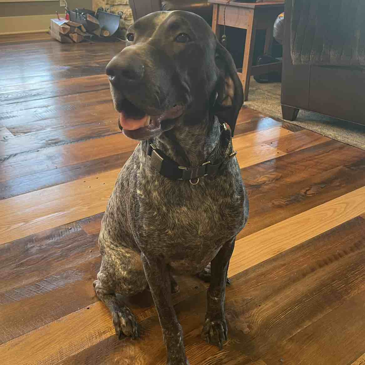 A picture of Buddy, a 6 years 2 months old Other dog.