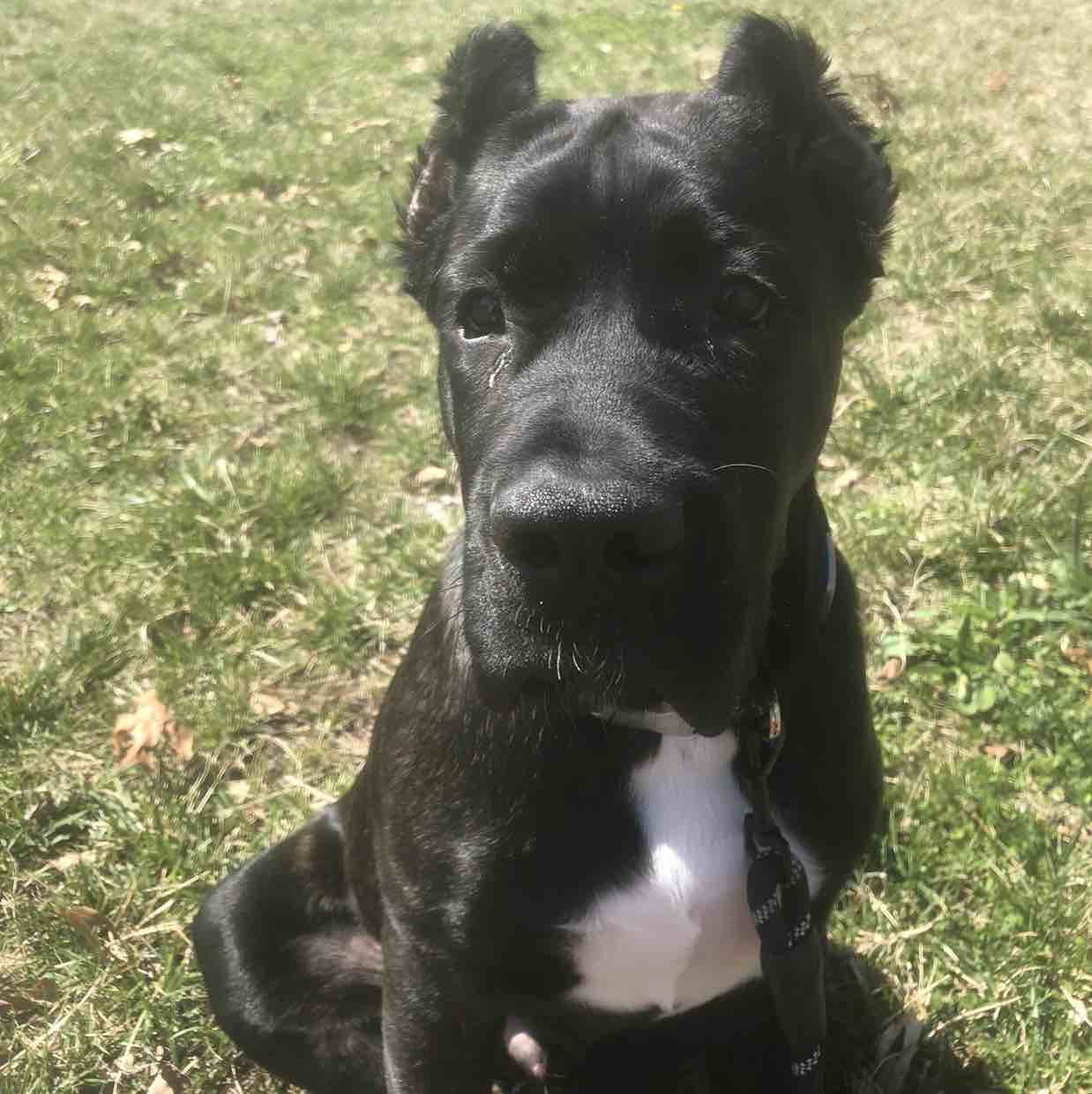 A picture of HUNCHO, a 4 years 7 months old Other dog.