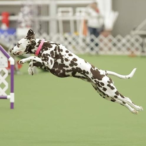A picture of Ela, a 5 years 3 months old Dalmatian dog.