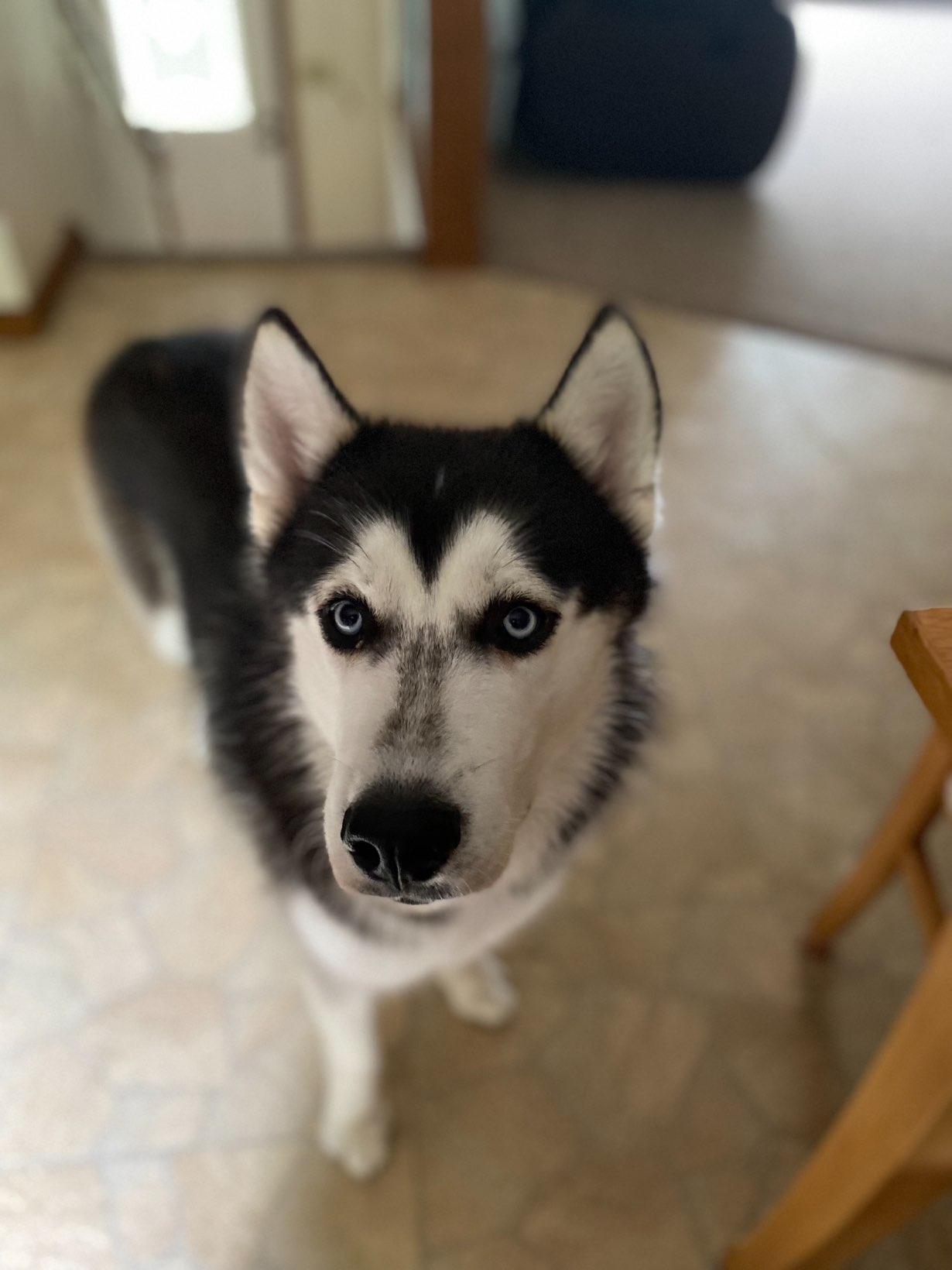 A picture of Chief, a 3 years old Other dog.