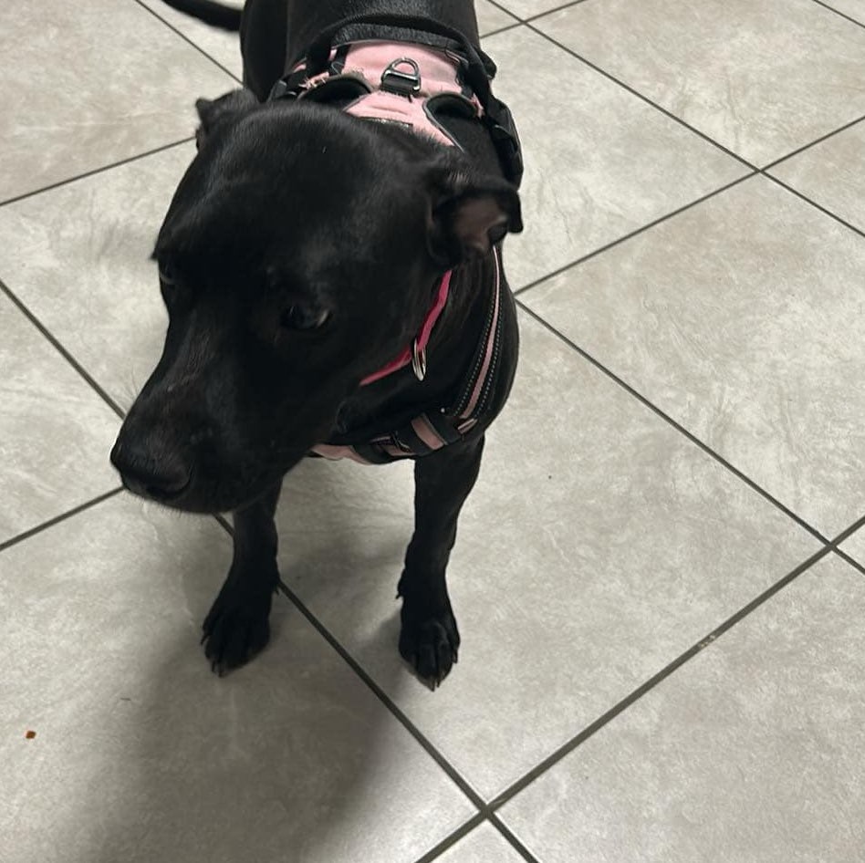 A picture of Starr, a 1 year 2 months old Other dog.
