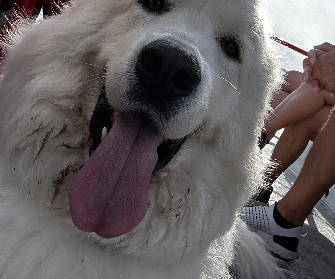 A picture of Cowboy, a 6 years old Other dog.
