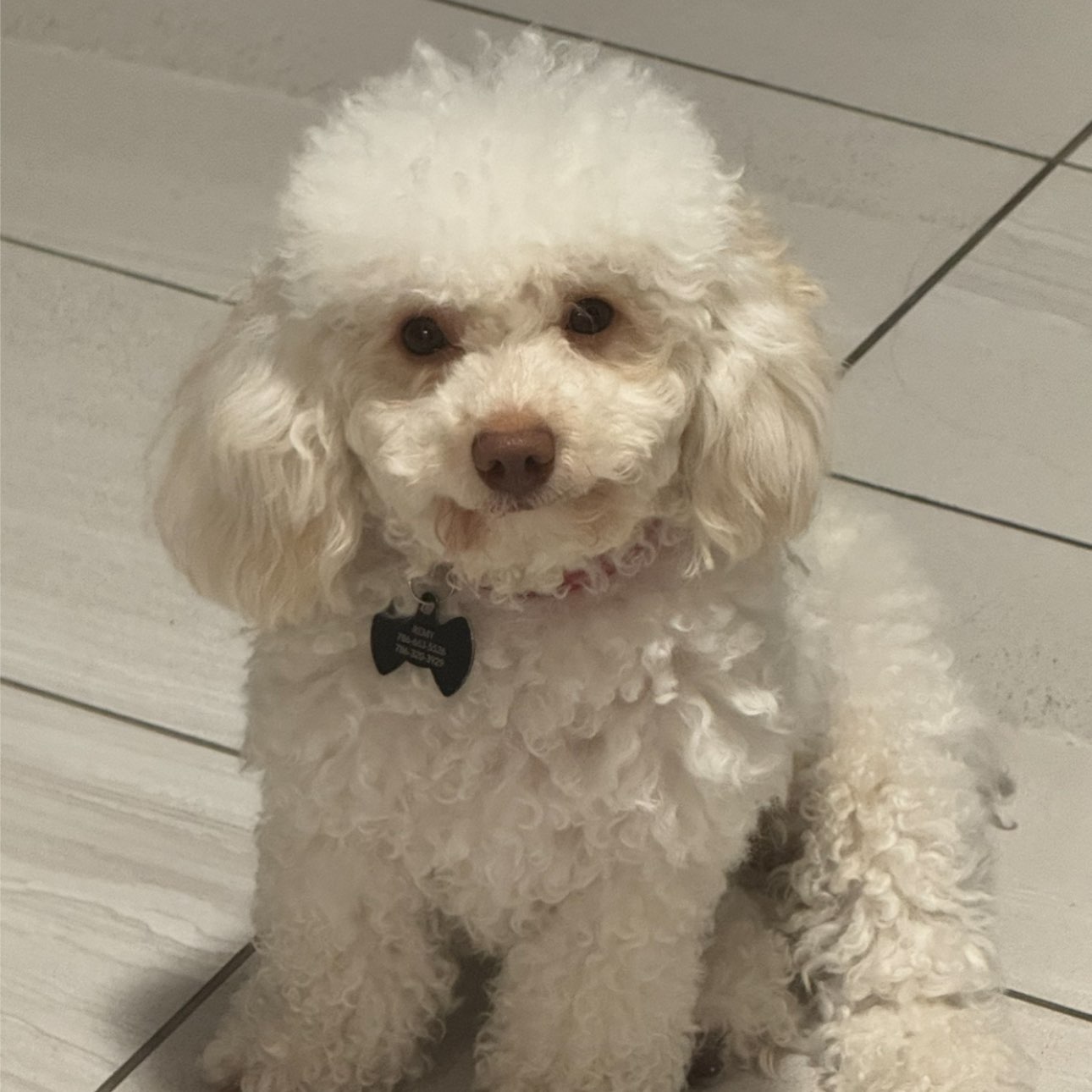 A picture of Remy, a 1 year 2 months old Other dog.
