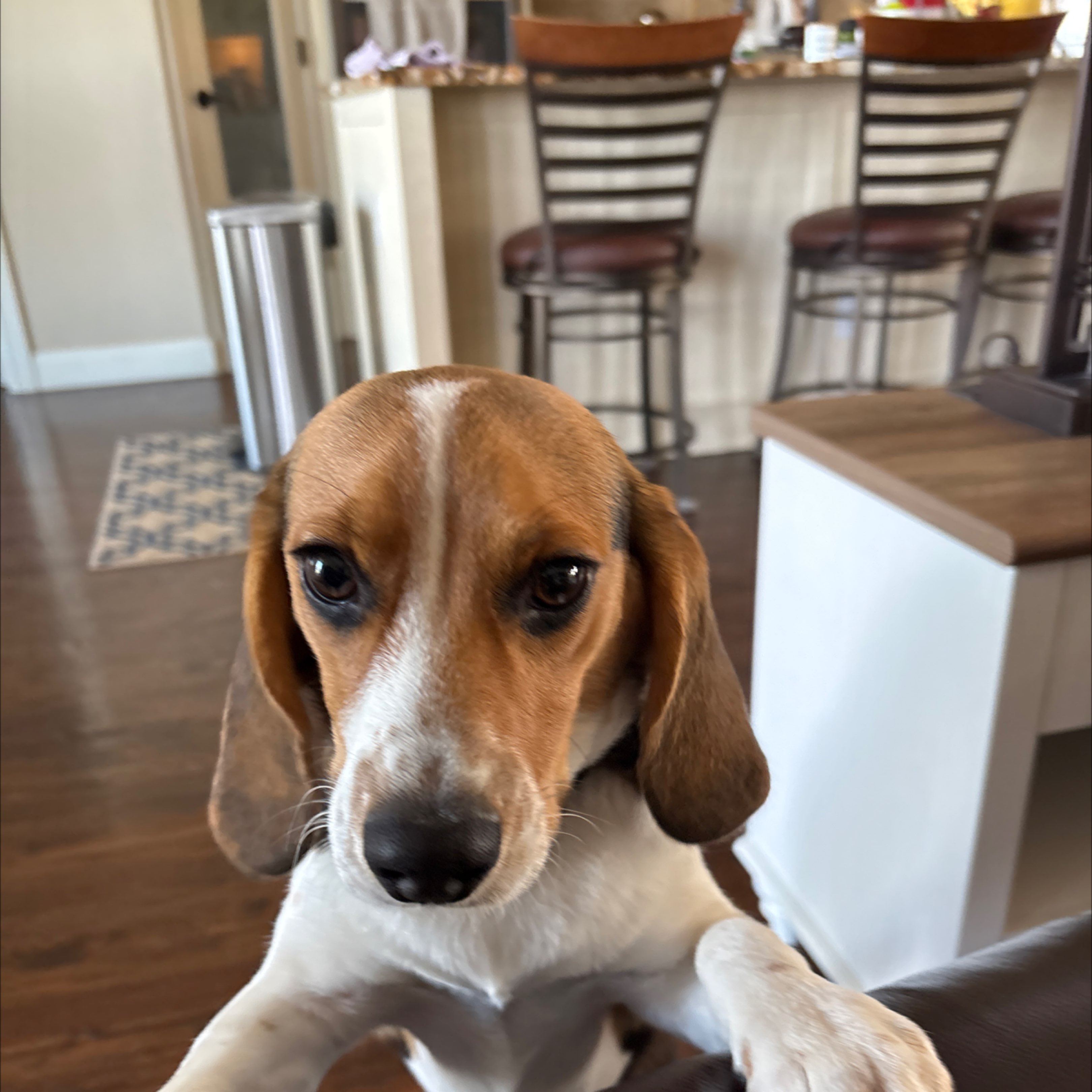 A picture of Sally, a 10 months old Other dog.