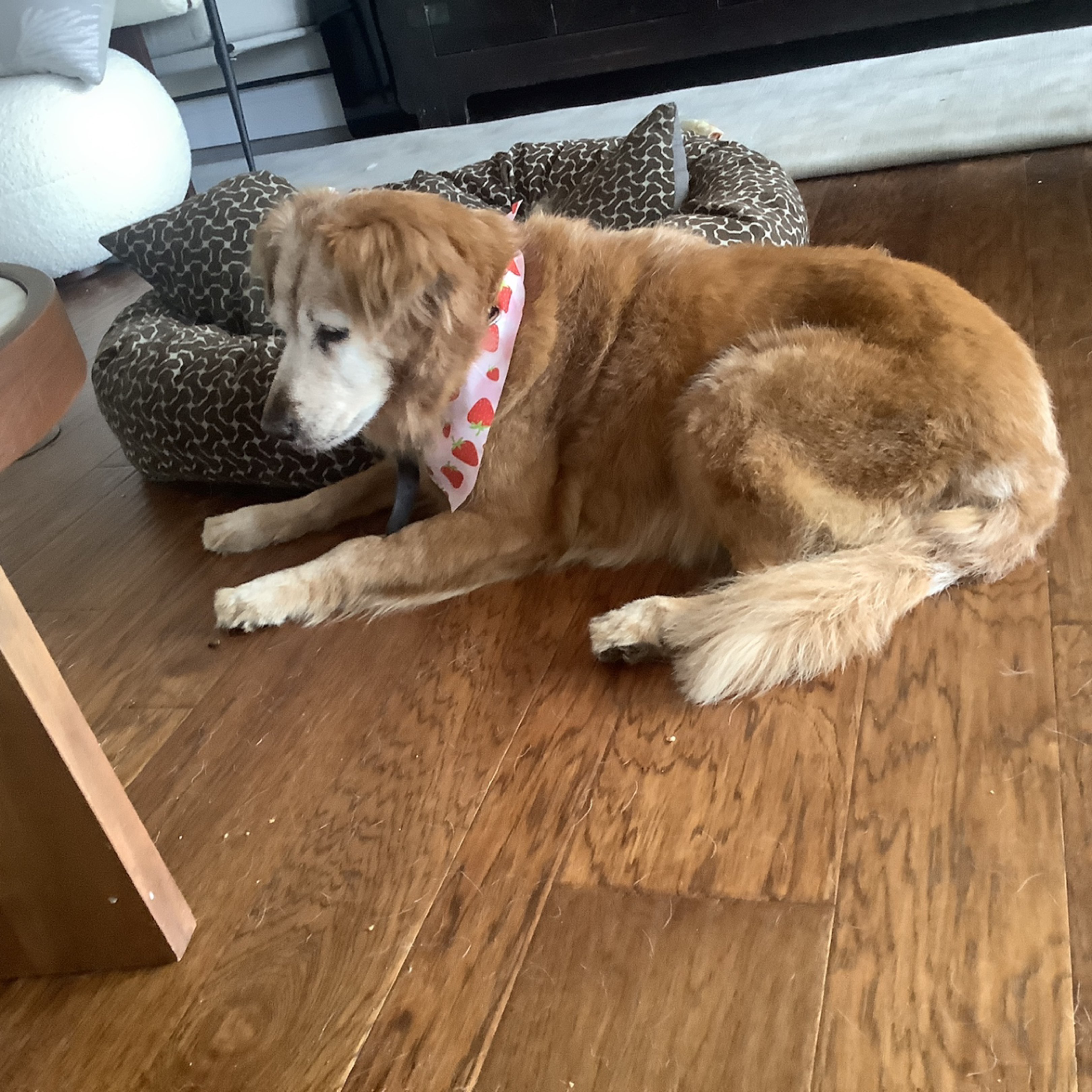 A picture of Sasha, a 15 years 8 months old Other dog.