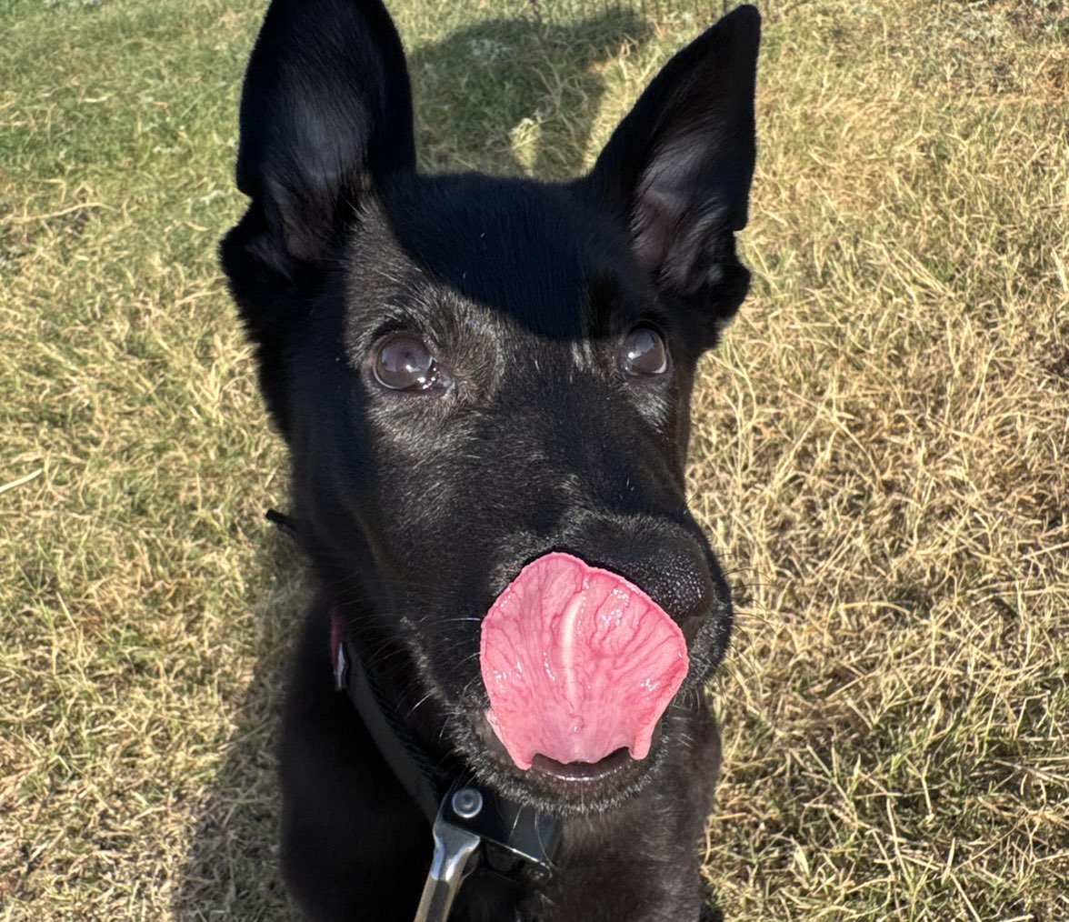 A picture of Prima Donna, a 3 months old Other dog.