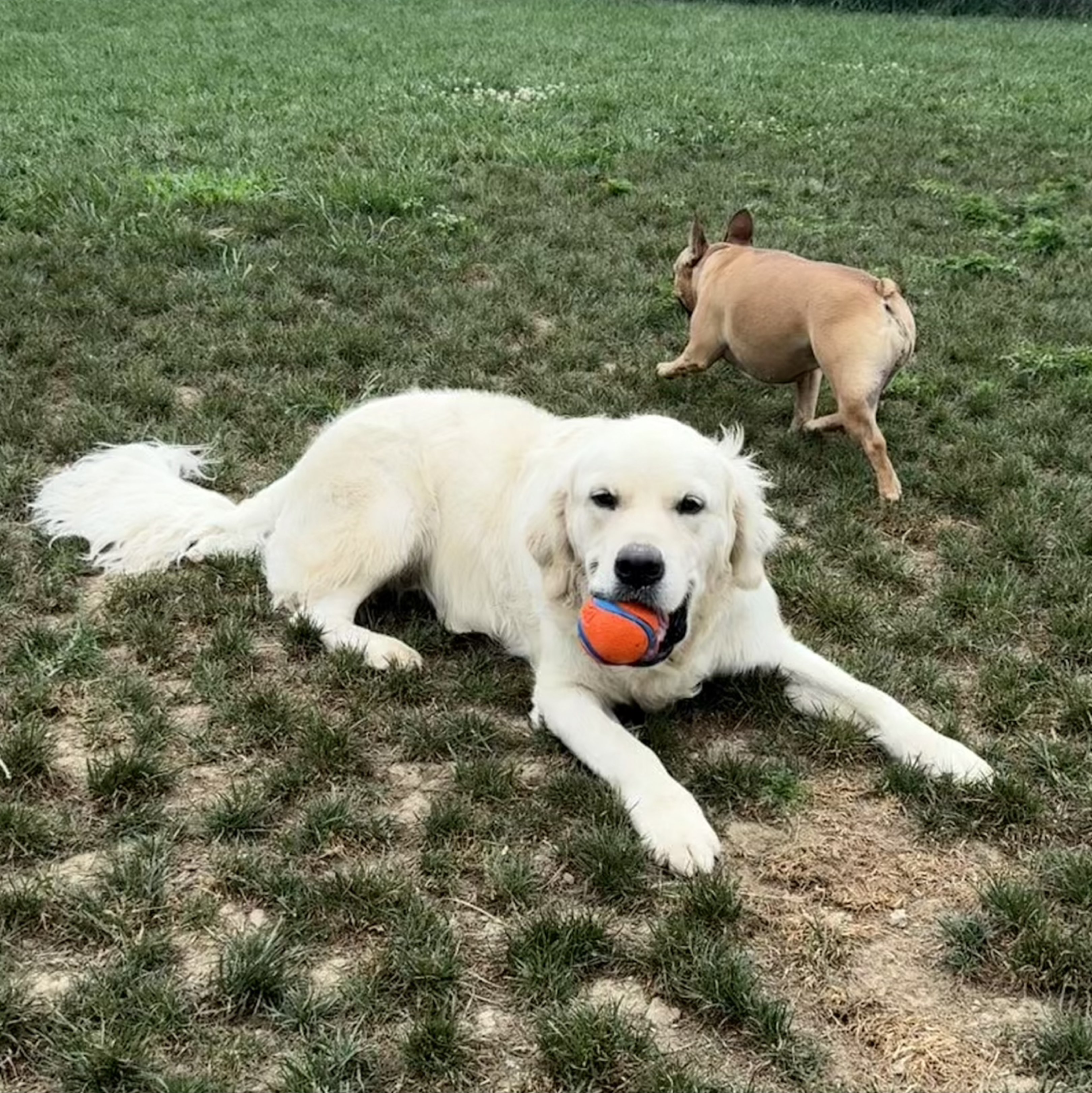 A picture of Howie, a 2 years 11 months old Other dog.