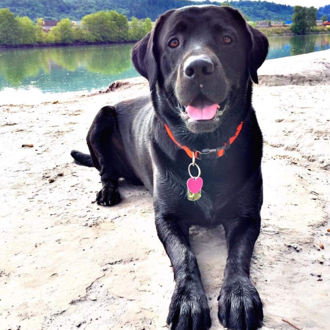 A picture of Barrel, a 10 years 10 months old Other dog.