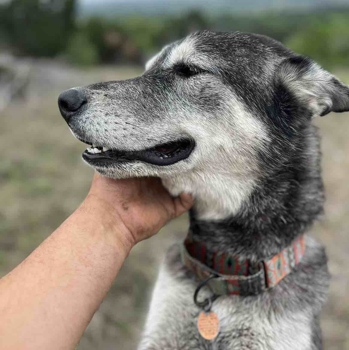 A picture of Waldo The Wolf, a 4 years 8 months old Other Mix dog.