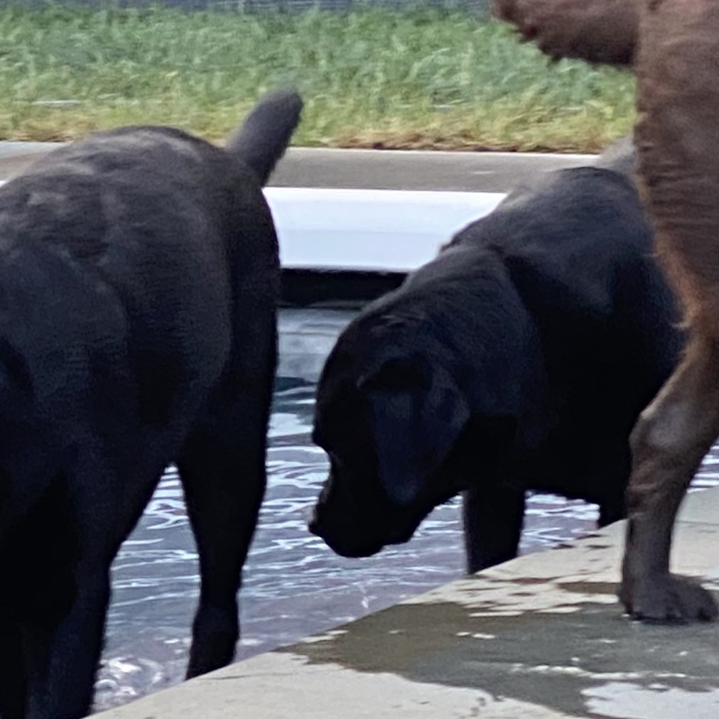 A picture of Carli, a 8 years 9 months old Other dog.