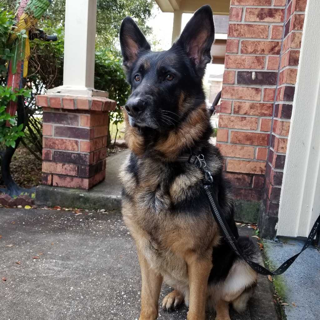 A picture of Nanook, a 13 years 2 months old Other dog.