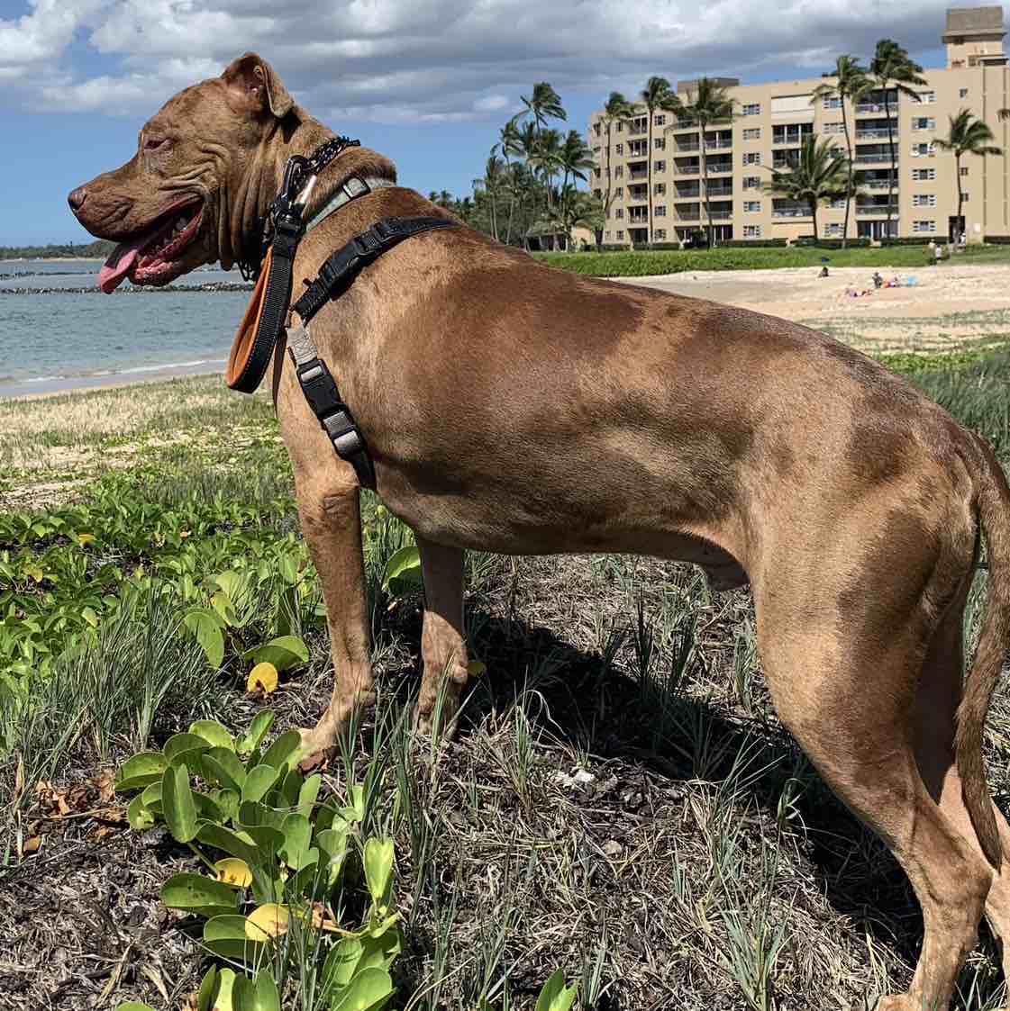 A picture of Frisco, a 7 years 2 months old Other Mix dog.