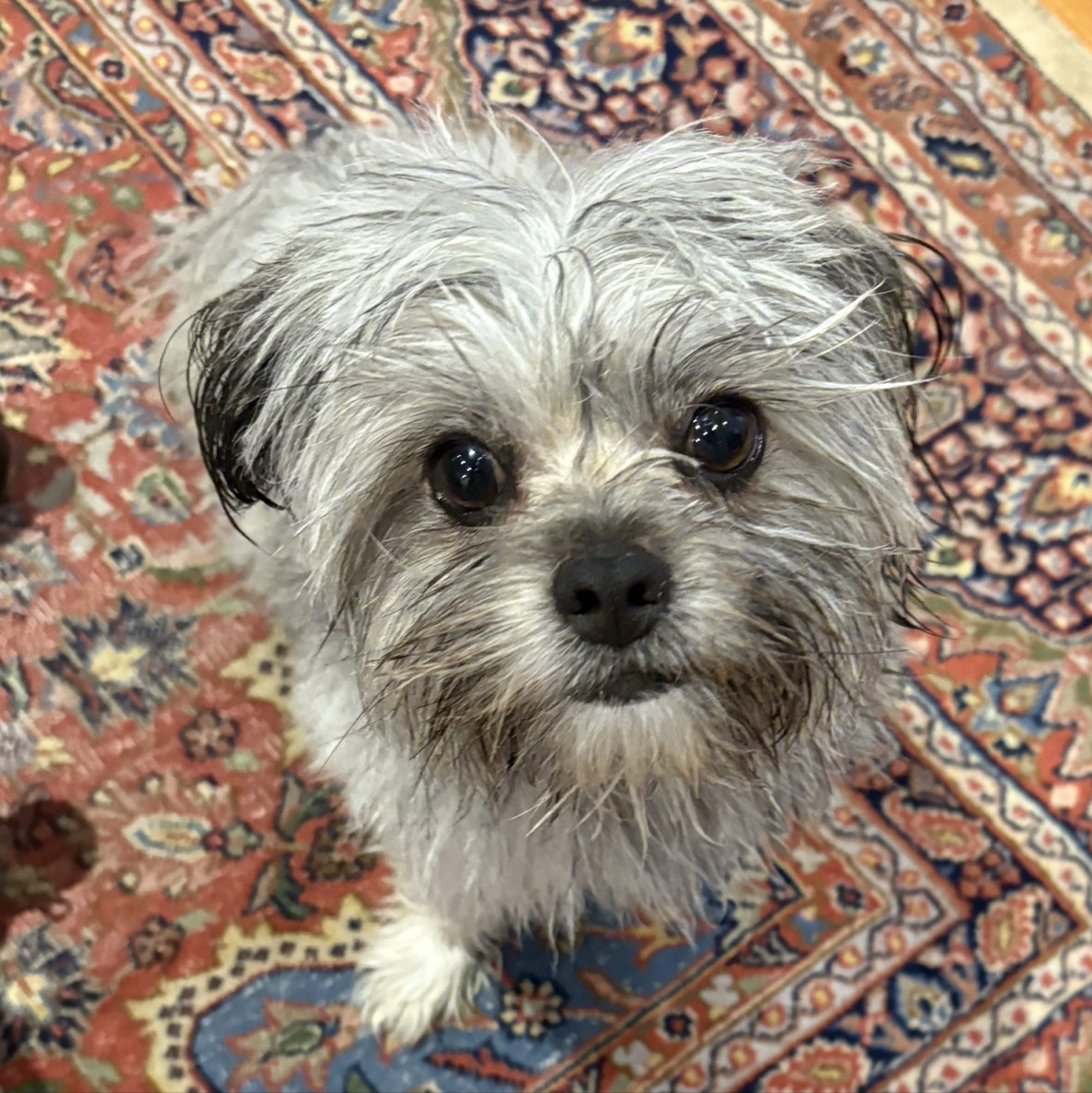 A picture of Henry Butters, a 2 years 4 months old Other Mix dog.