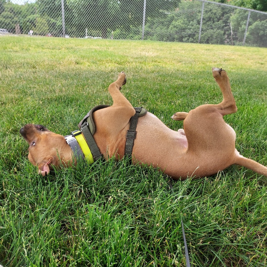 A picture of Dash, a 4 years 8 months old Other Mix dog.