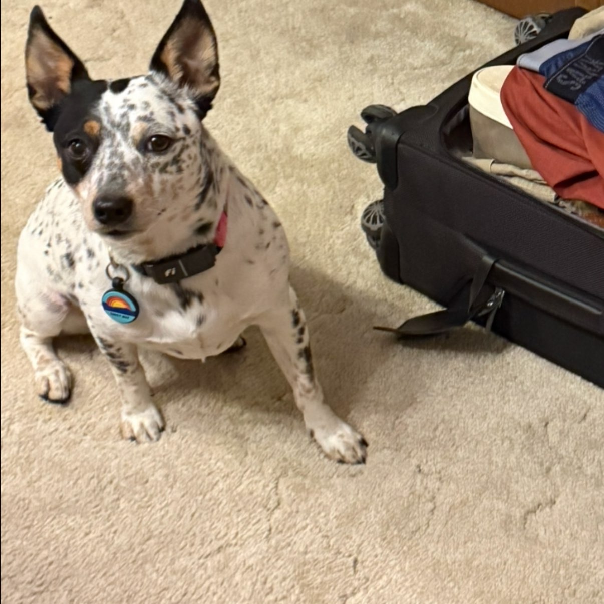 A picture of Daisy Mae, a 4 years 4 months old Other Mix dog.