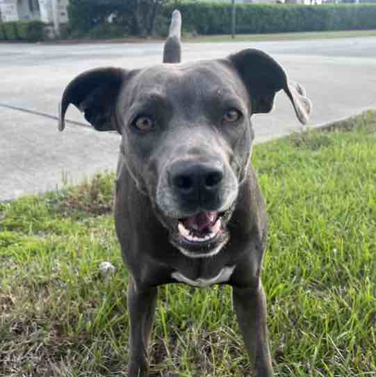 A picture of Blu, a 4 years 8 months old Other dog.