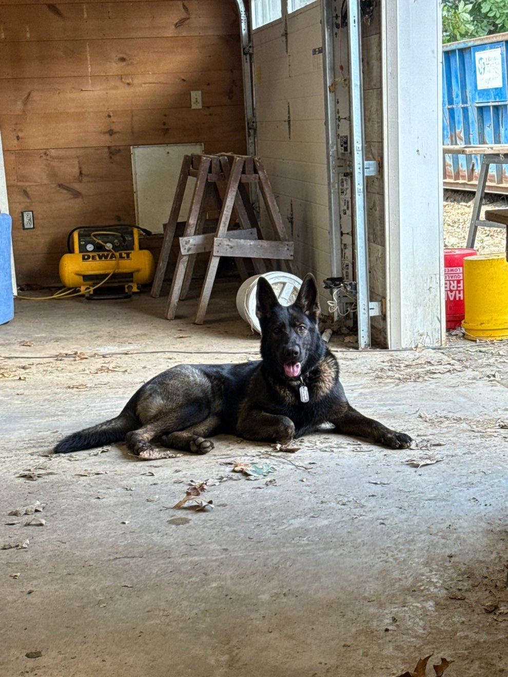 A picture of Blondi, a 2 years 9 months old Other dog.
