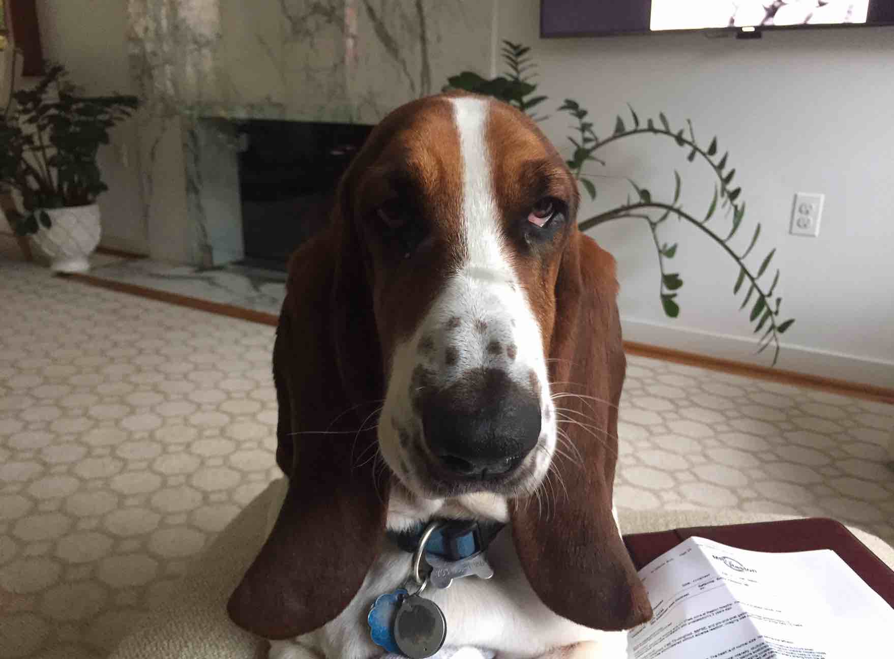 A picture of Gilbert, a 8 years 2 months old Other dog.