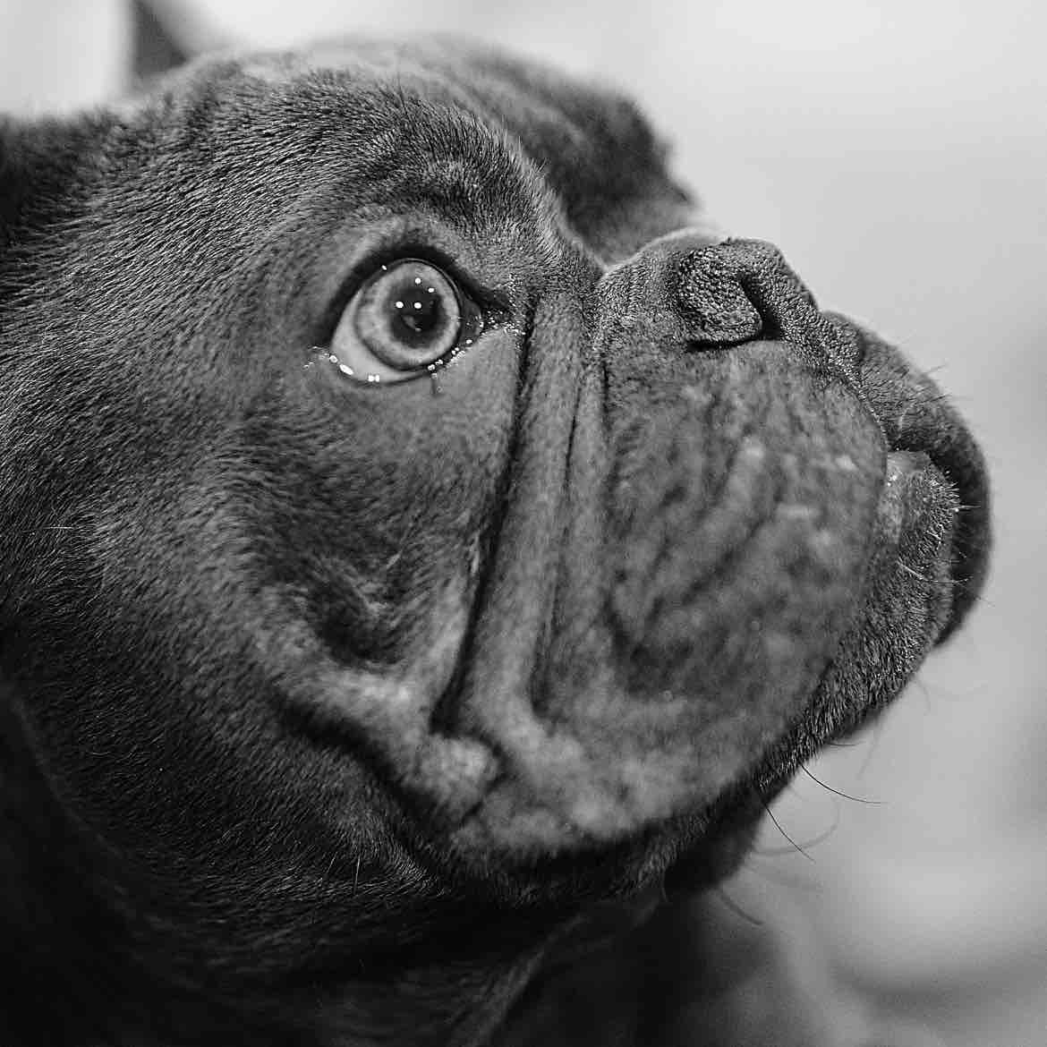 A picture of Zeus, a 3 years 1 month old Other dog.