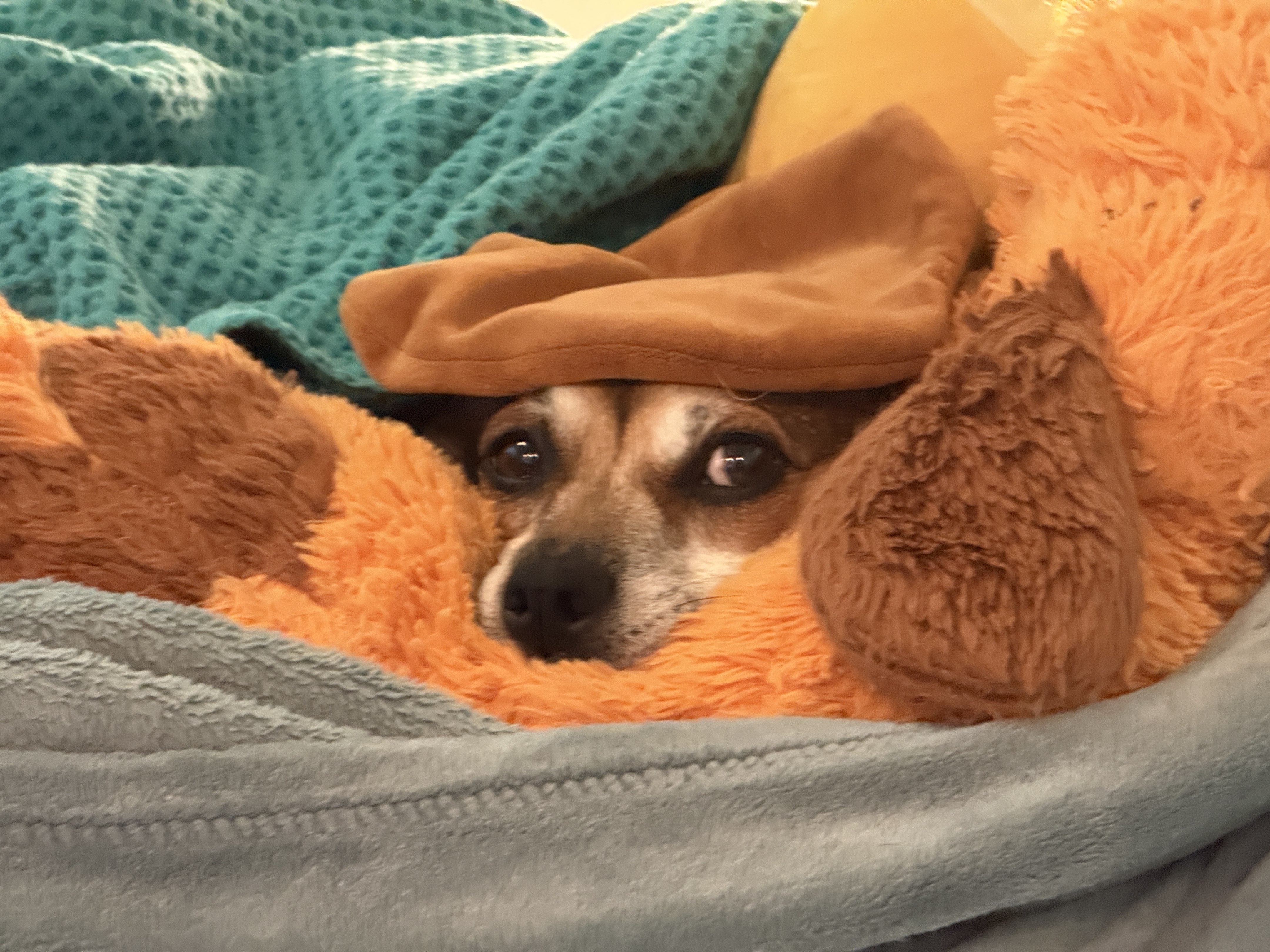 A picture of Zoey, a 4 years 8 months old Other Mix dog.