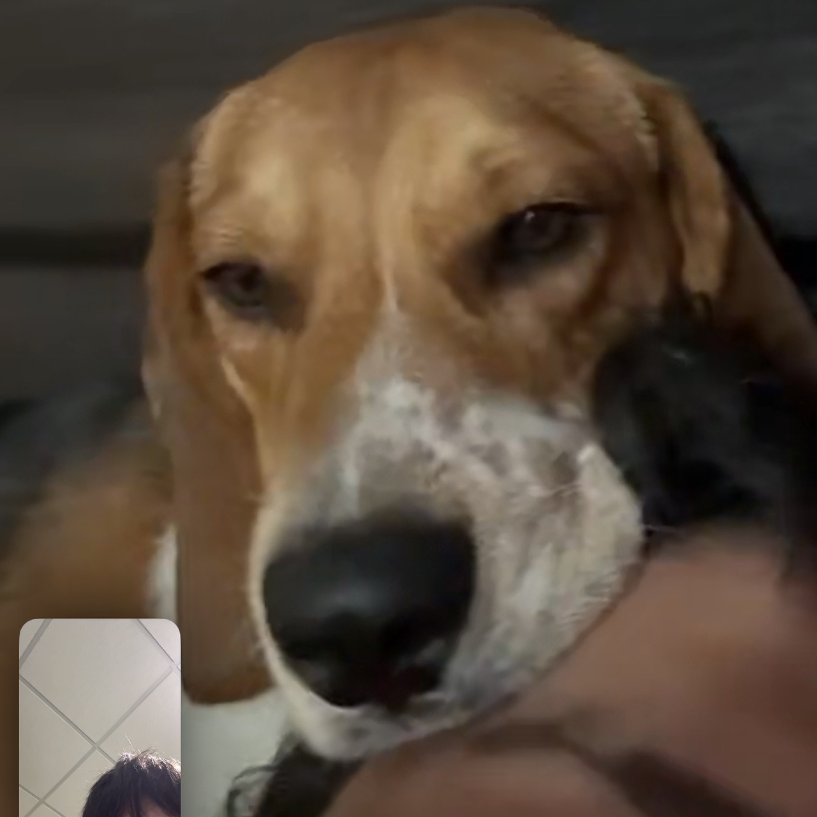 A picture of Mr Potter, a 11 months old Other dog.