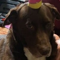 A picture of Lady Falcor, a 13 years old Other Mix dog.