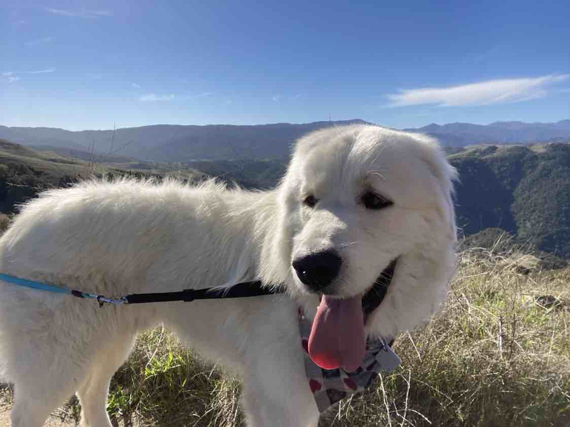 A picture of Cowboy, a 6 years old Other dog.