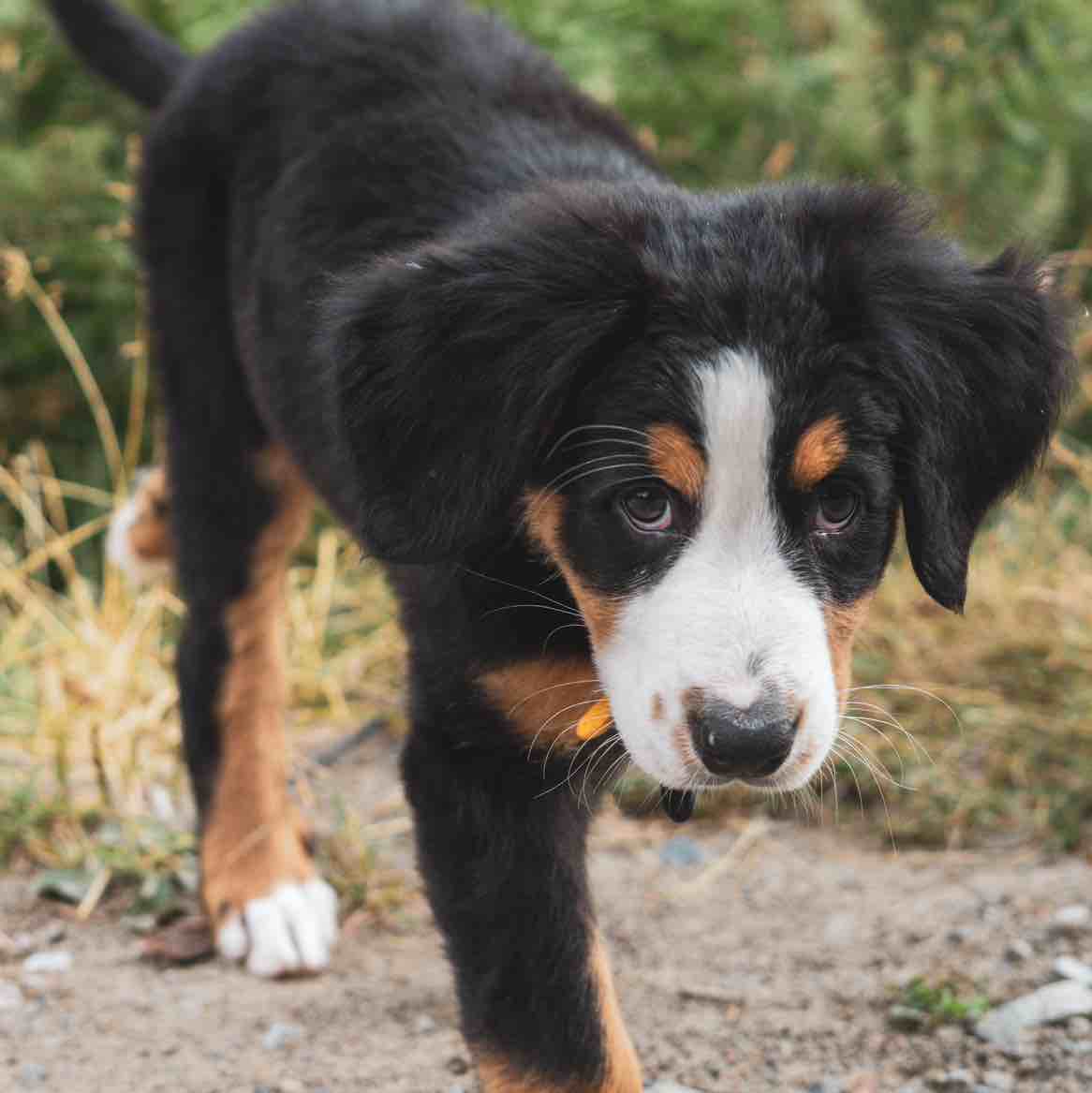 A picture of AyO, a 2 years 3 months old Other Mix dog.