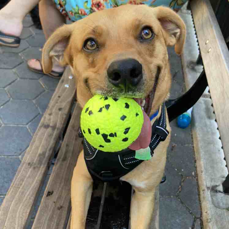 A picture of Banga, a 3 years 9 months old Other Mix dog.