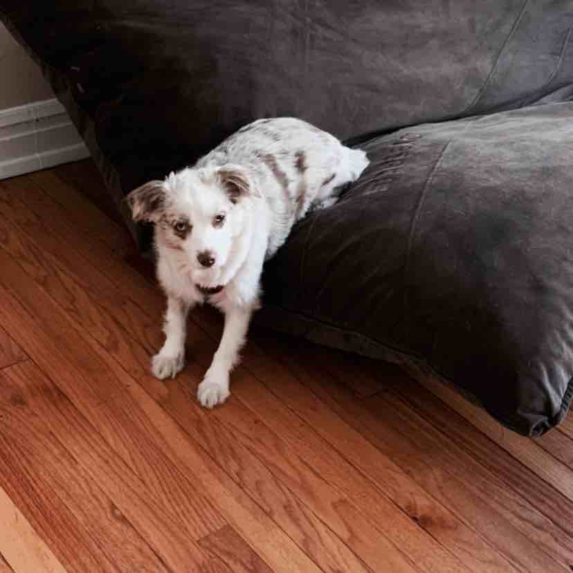 A picture of Casey, a 5 years 8 months old Other dog.