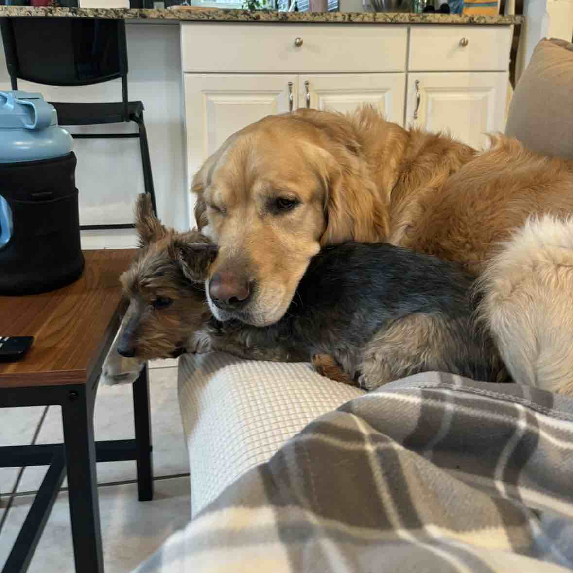 A picture of Gator, a 5 years 6 months old Golden Retriever dog.
