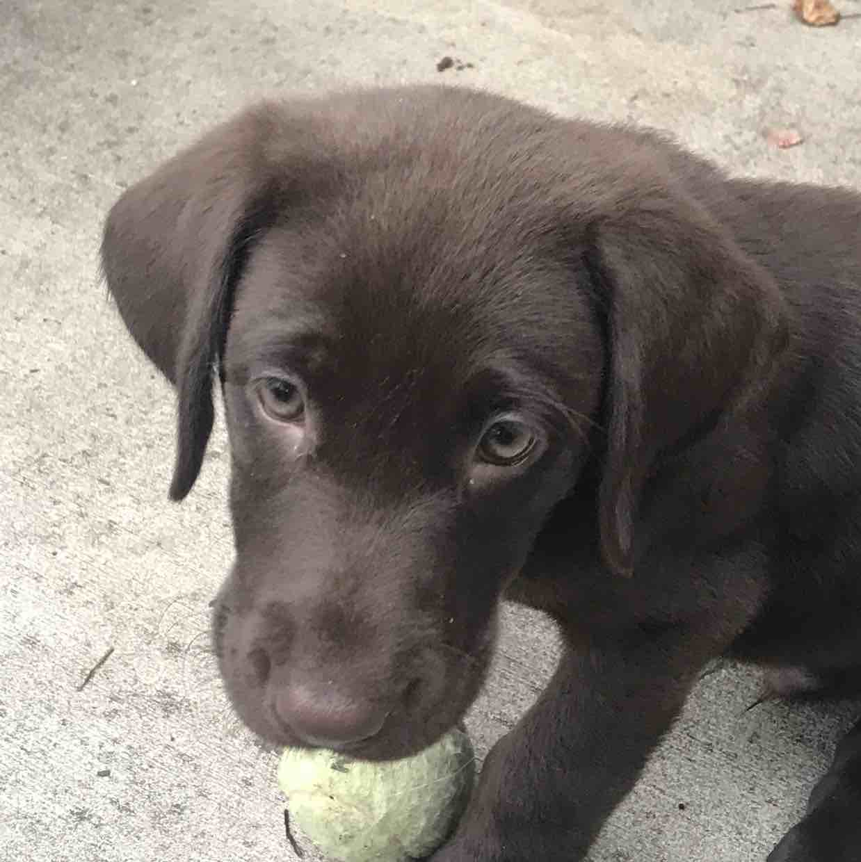 A picture of Virgil, a 3 years old Other dog.