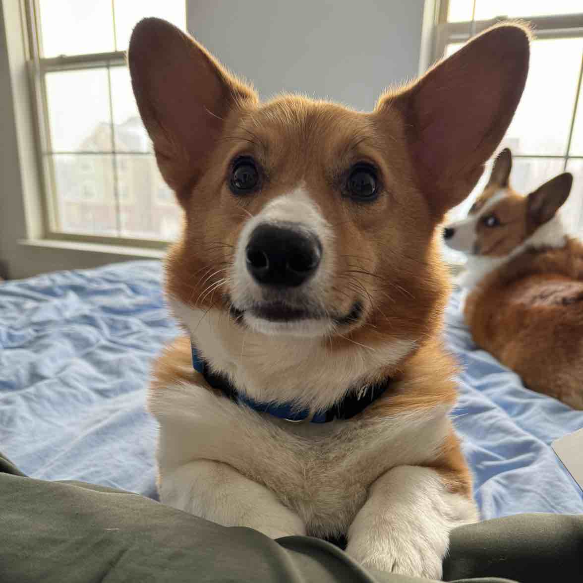 A picture of Bean, a 5 years old Other dog.