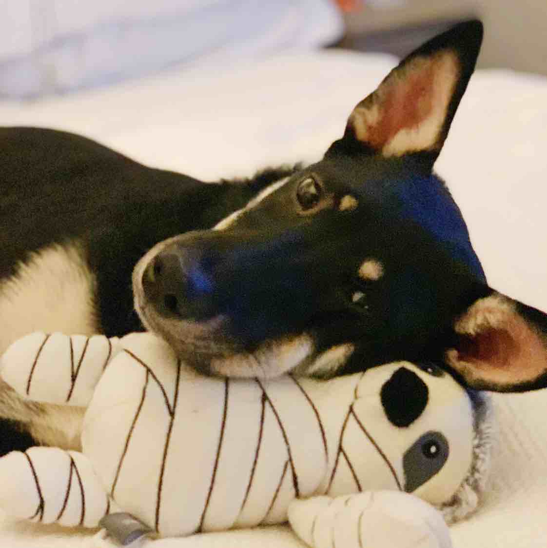 A picture of Harper, a 6 years 5 months old Other Mix dog.