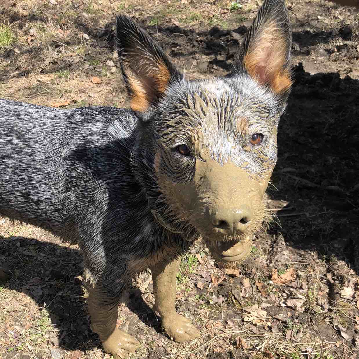 A picture of Puk, a 5 years 1 month old Other dog.