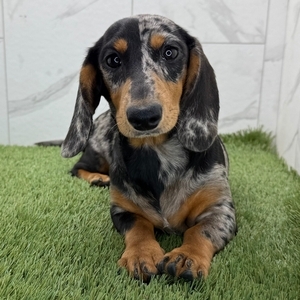 A picture of SUNNA, a 4 months old Other dog.