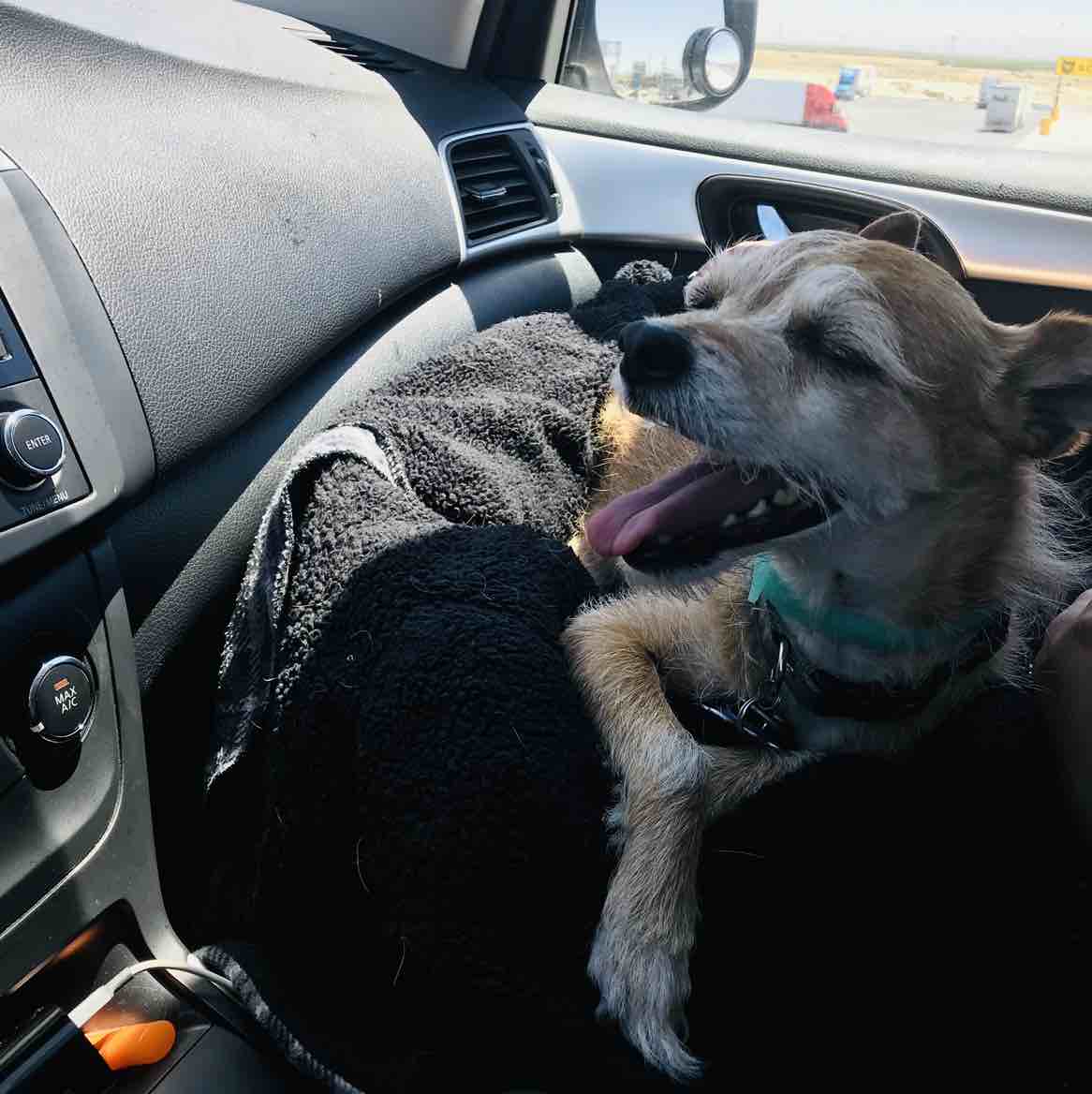 A picture of ZILA, a 15 years 9 months old Other Mix dog.