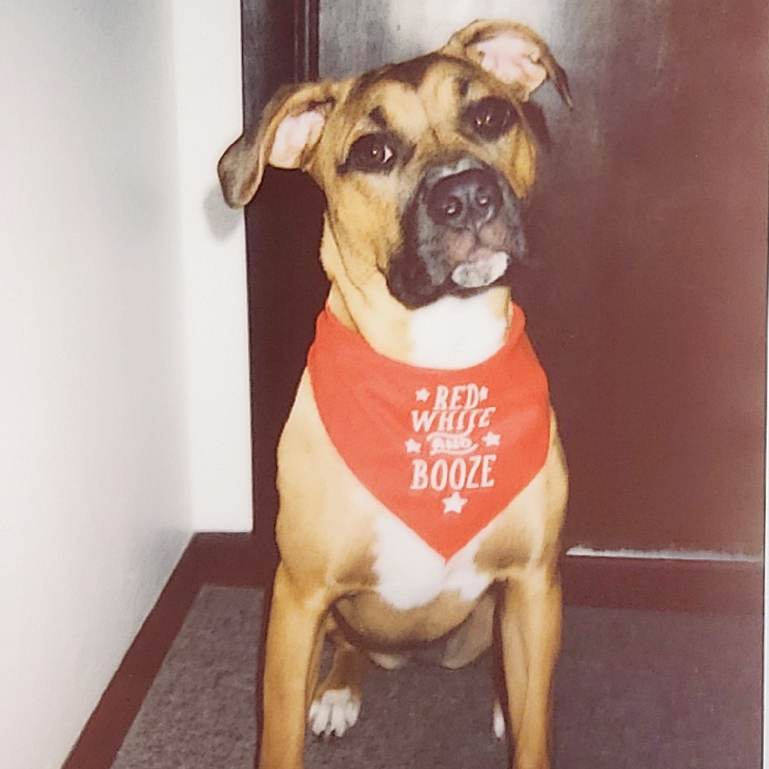 A picture of Lapua, a 4 years 11 months old Pit Bull Mix dog.