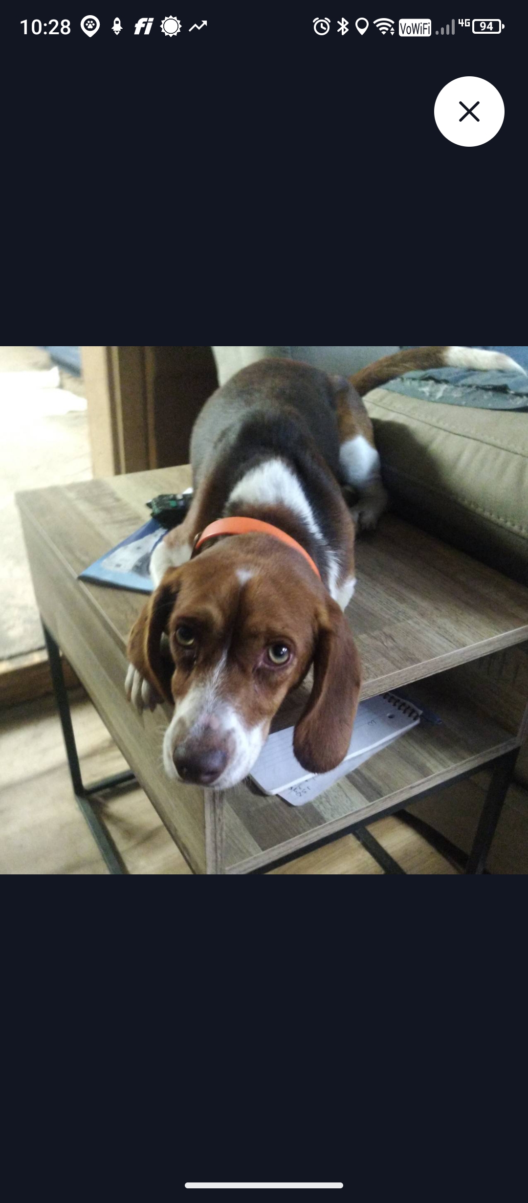 A picture of Boscoe, a 2 years old Other dog.