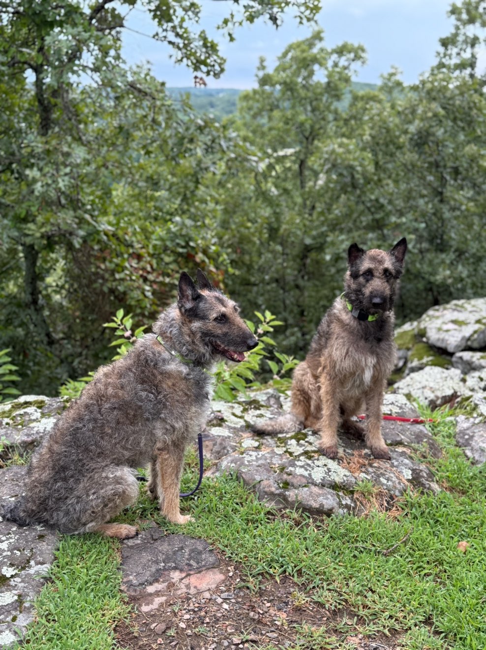 A picture of Ciel, a 7 years 8 months old Belgian Laekenois dog.