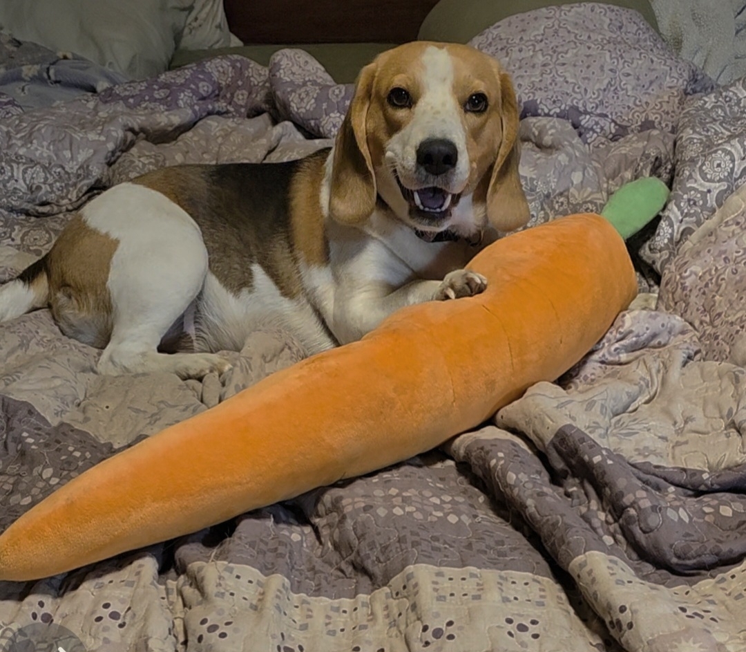 A picture of DAISY, a 4 years 3 months old Other dog.
