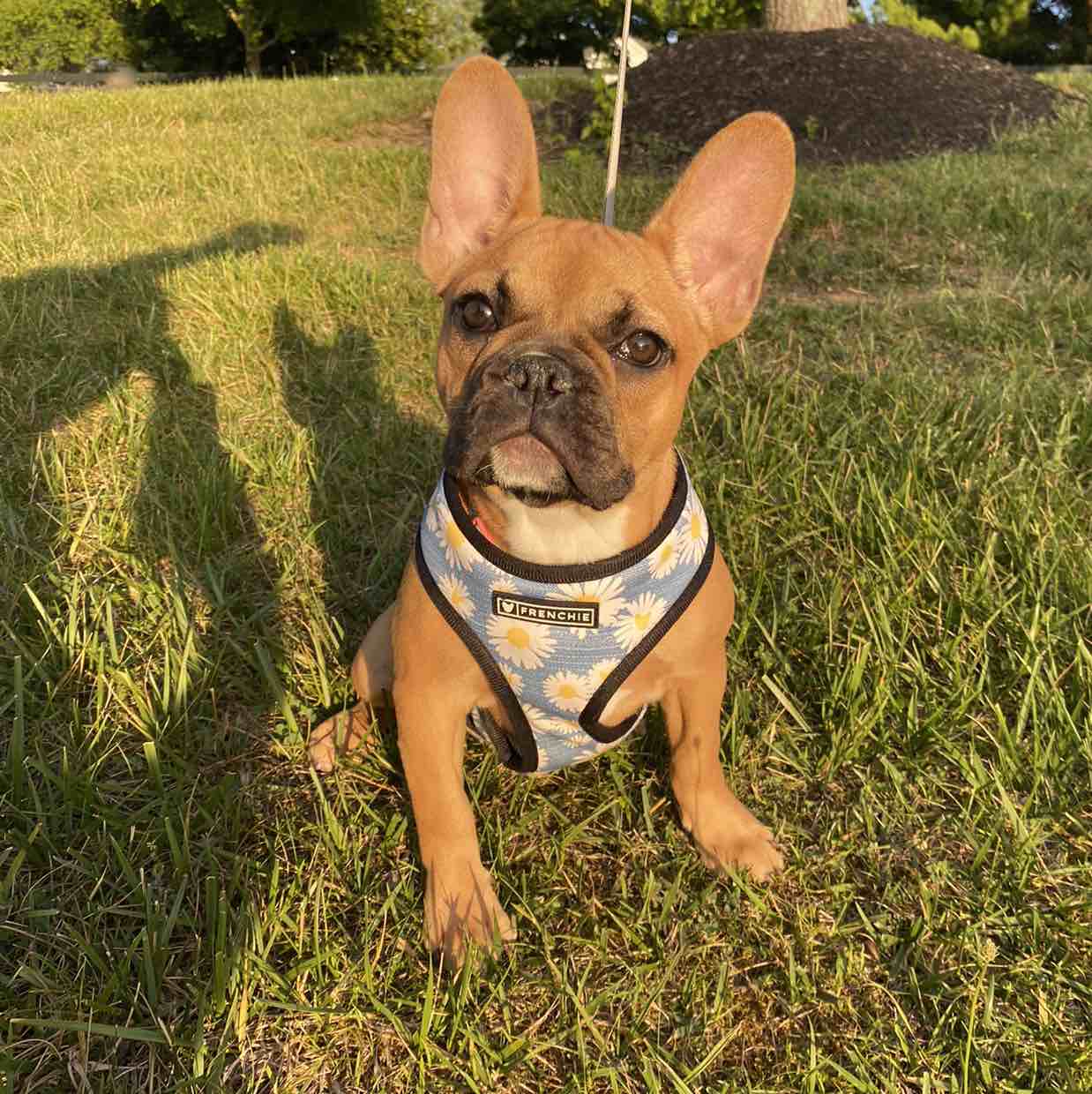 A picture of Canela, a 4 years 5 months old Other dog.