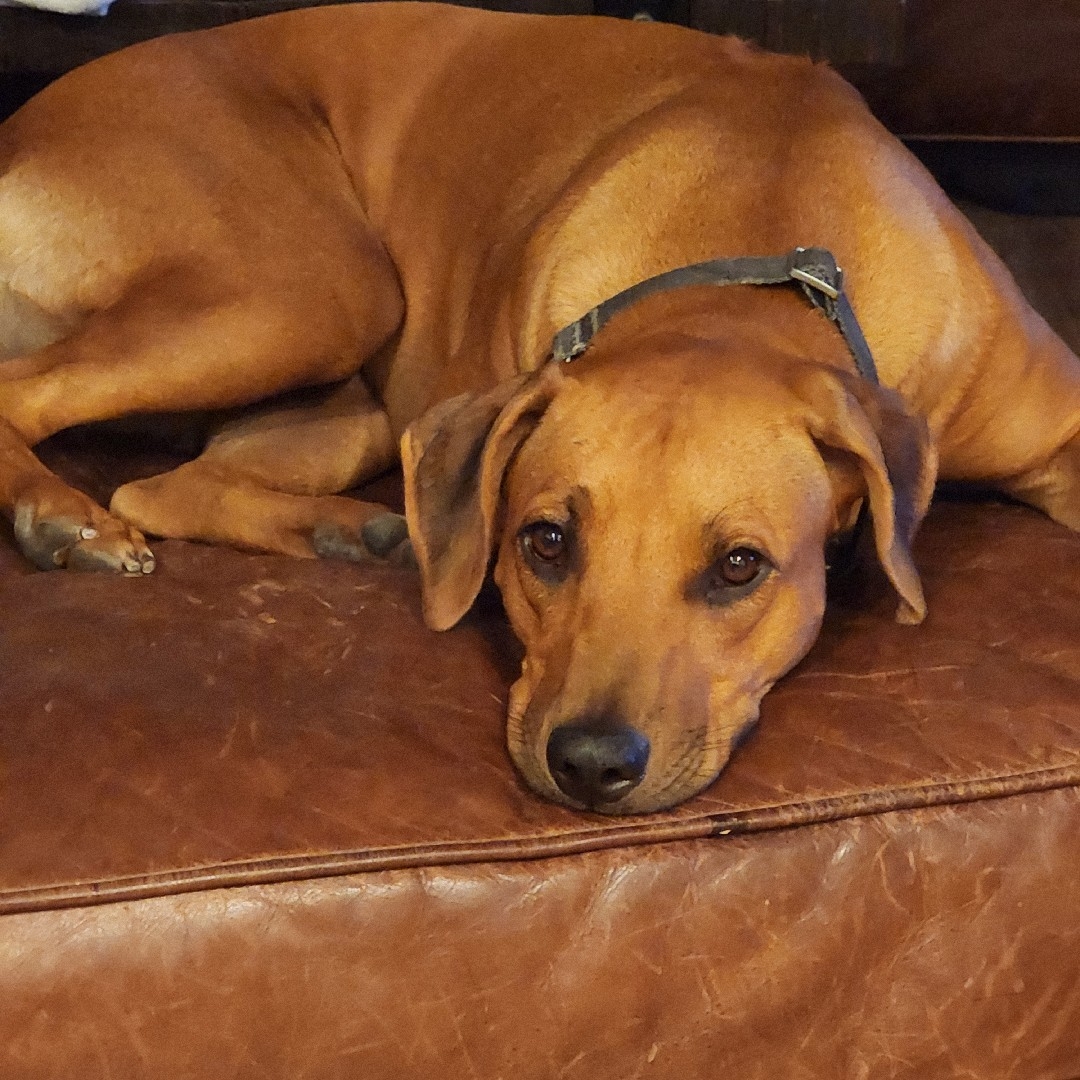 A picture of Sahara, a 3 years 11 months old Other dog.