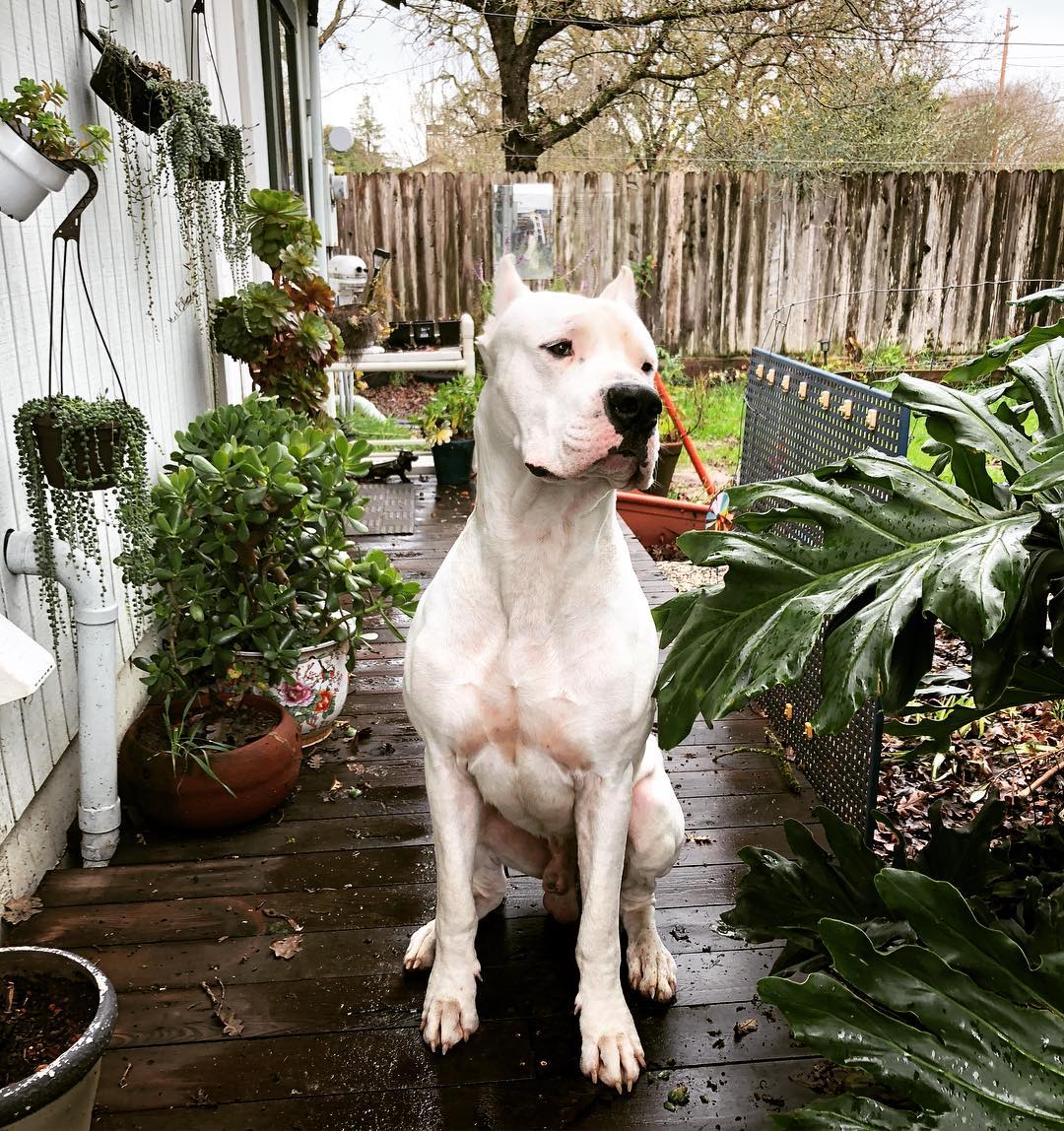 A picture of Otis, a 7 years 10 months old Other dog.