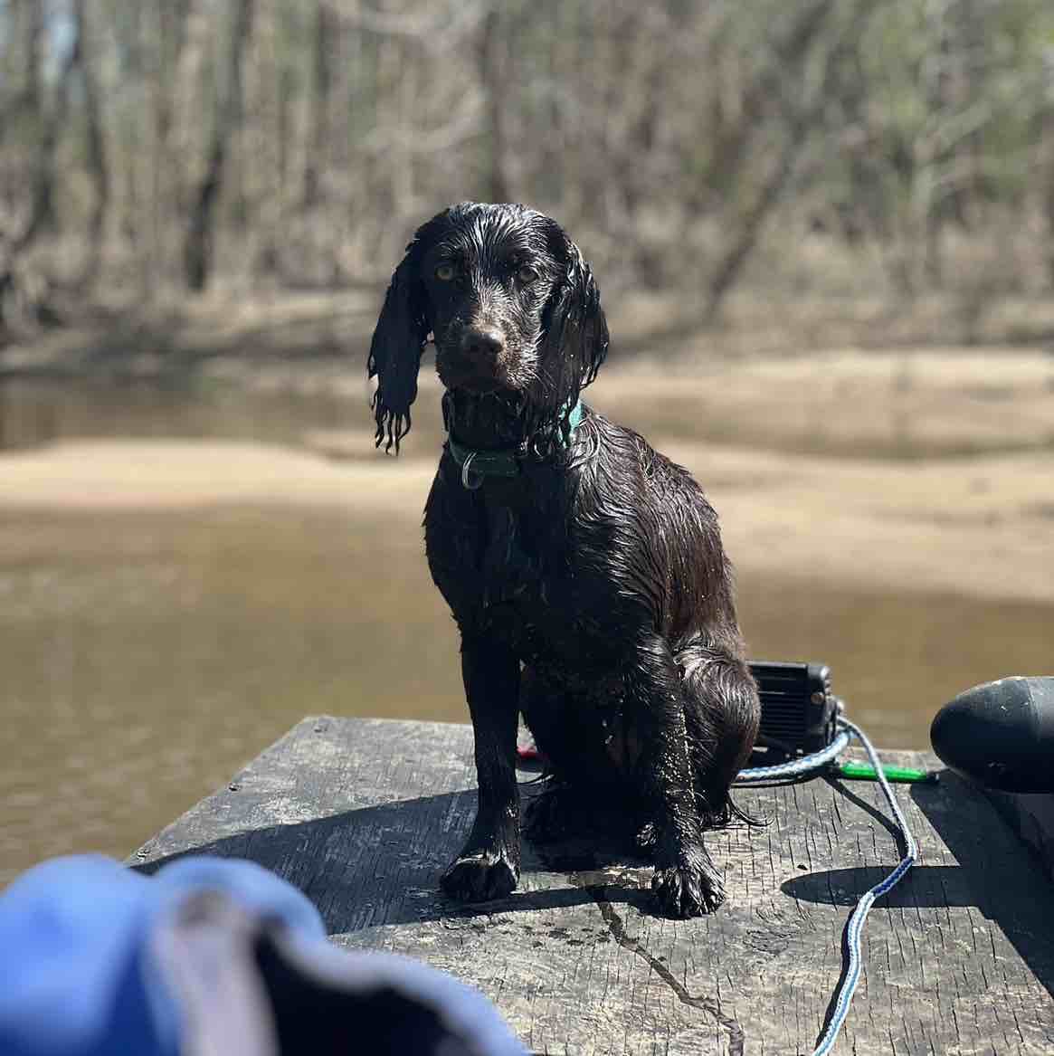 A picture of Oakley, a 2 years 11 months old Other dog.