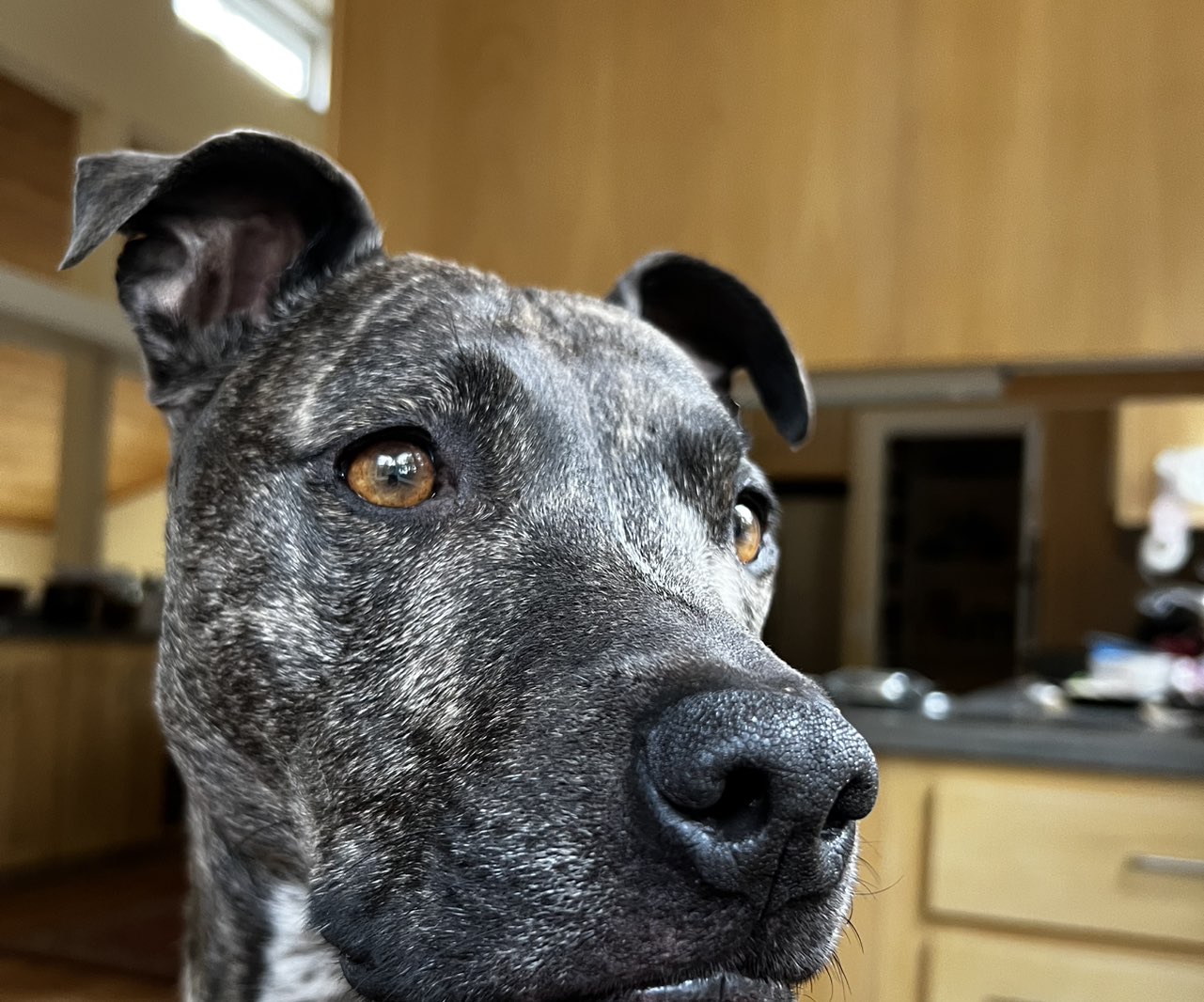 A picture of Mighty Casey, a 8 years 2 months old Other dog.