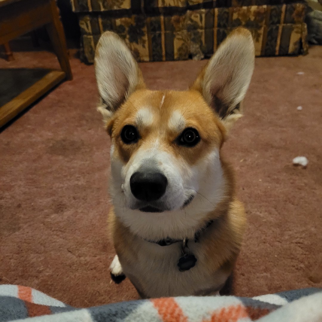 A picture of Mooes, a 5 years 7 months old Other Mix dog.